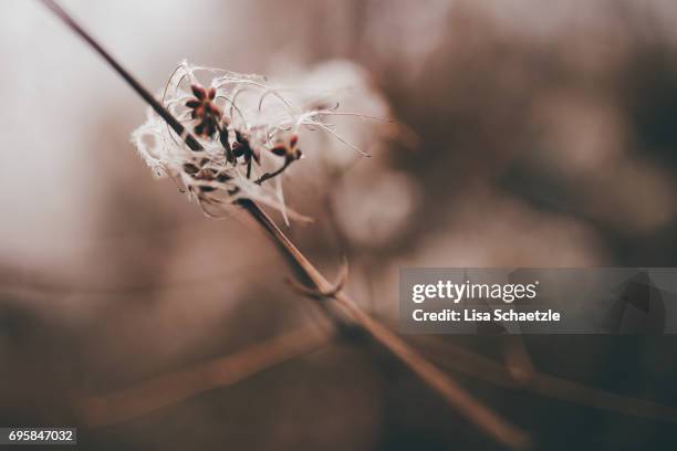 full frame winter background - stillleben stockfoto's en -beelden