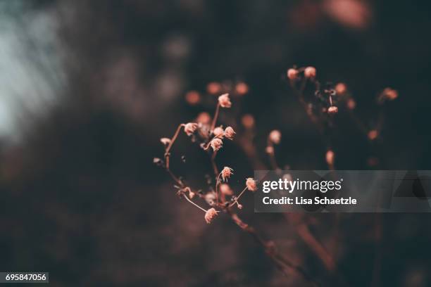 full frame winter background - stillleben stock pictures, royalty-free photos & images