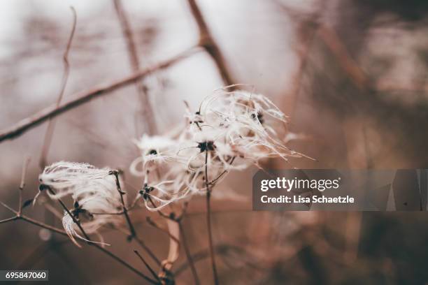 full frame winter background - ruhige szene bildbanksfoton och bilder