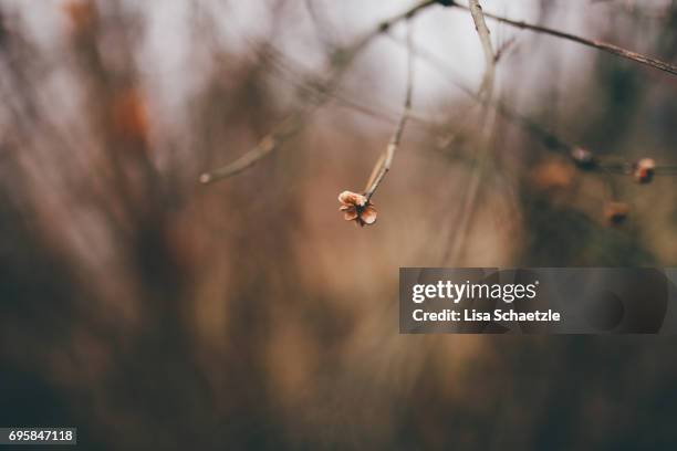 full frame winter background - ruhige szene bildbanksfoton och bilder