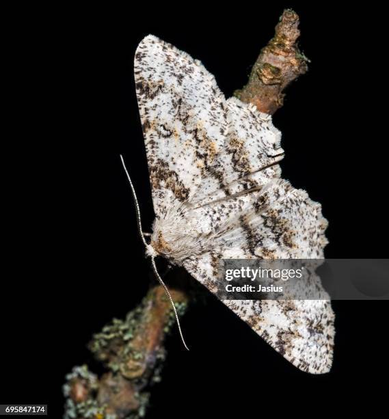 luna beauty moth - luna moth - fotografias e filmes do acervo