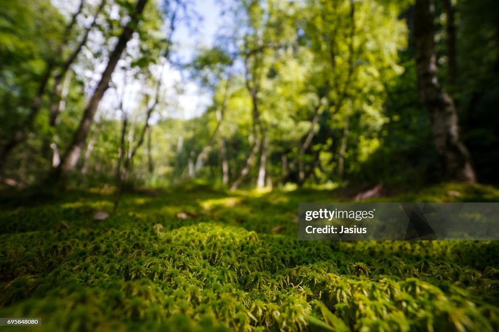 Marsh scenery landscape with ferns and sphagnum