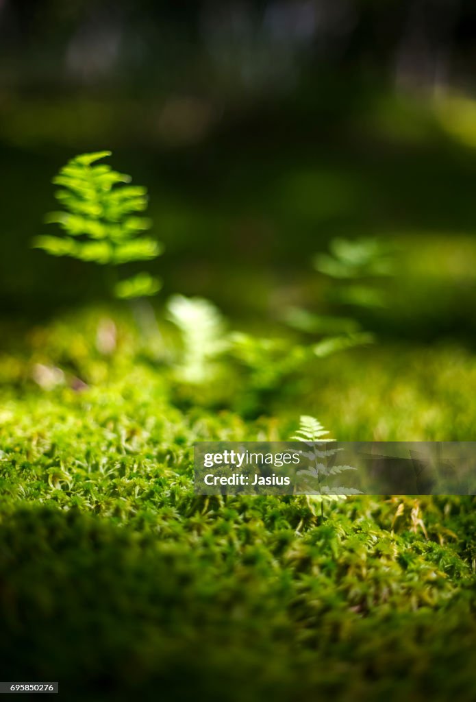 Marsh scenery landscape with ferns and sphagnum