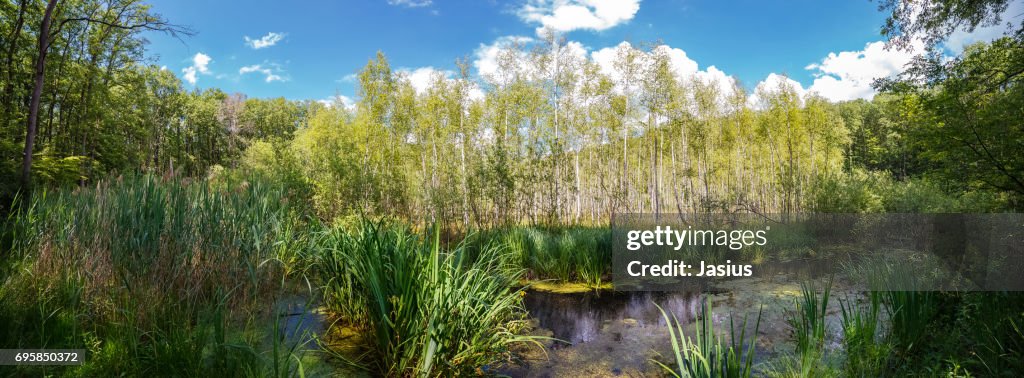 Marsh scenery landscape with ferns and sphagnum