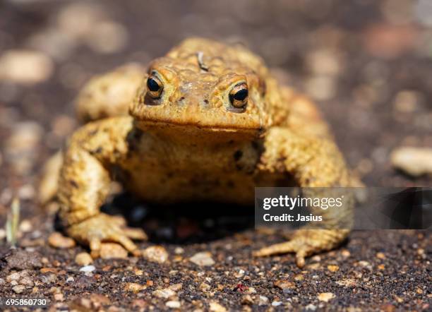 Toad Jpg 221 Largest Toad Stock Photos, High-Res Pictures, and Images - Getty Images