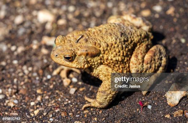 Toad Jpg 169 Largest Toad Stock Photos, High-Res Pictures, and Images - Getty Images