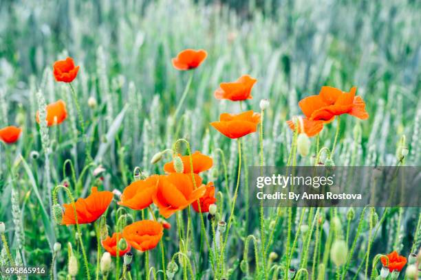 red poppies in green rye field - rye grass stock pictures, royalty-free photos & images