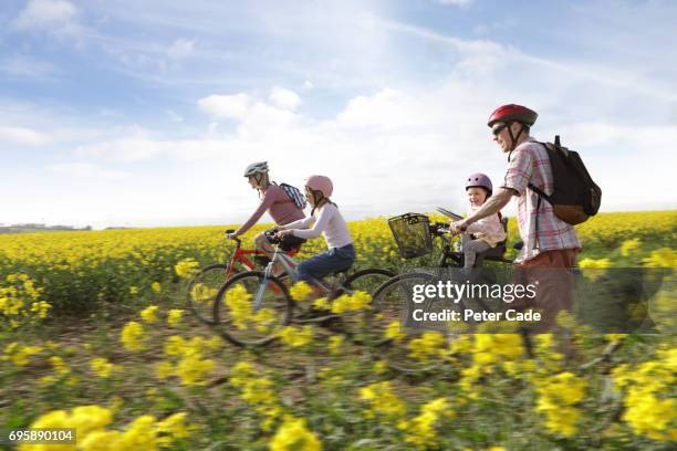 family cycling through rape seed field - bicycle daughter stockfoto's en -beelden