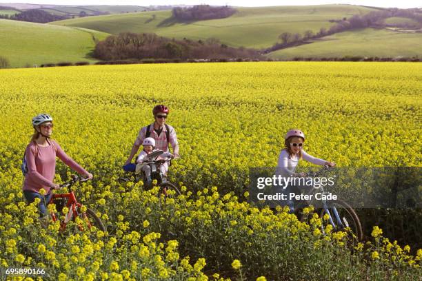 family cycling through rape seed field - school holiday stock pictures, royalty-free photos & images