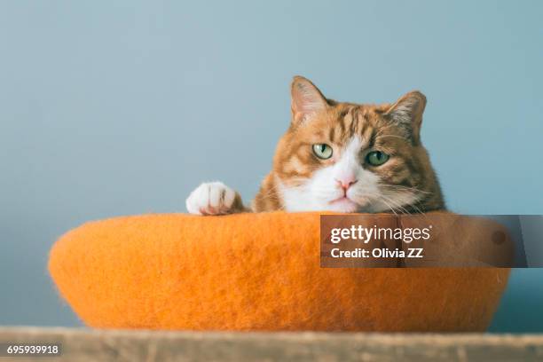 a ginger cat was lying in cats  nest - cat indoors stock pictures, royalty-free photos & images