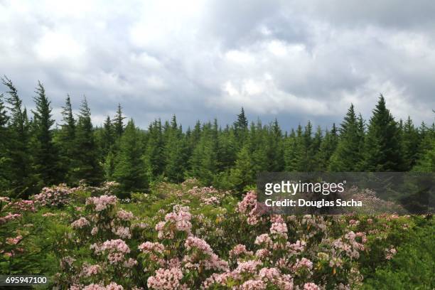 landscape of red spruce evergreen trees with flowering azalea shrubs - evergreen forest stock-fotos und bilder