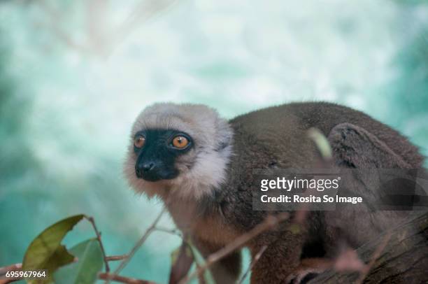 the white-headed lemur, eulemur albifrons, madagascar - cebus albifrons stock pictures, royalty-free photos & images