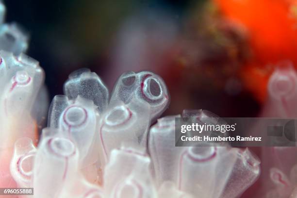 painted tunicate. - sea squirt stock pictures, royalty-free photos & images