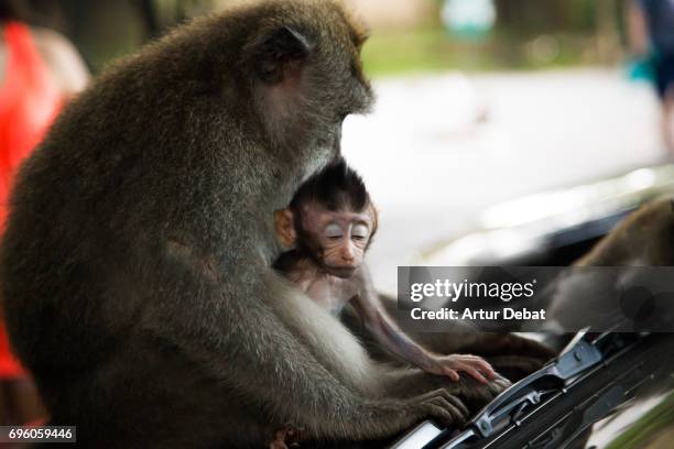 Monkey In Car Monkey In Car Photos and Premium High Res Pictures - Getty Images