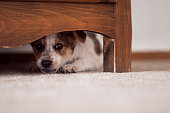 Little puppy is hiding under cupboard