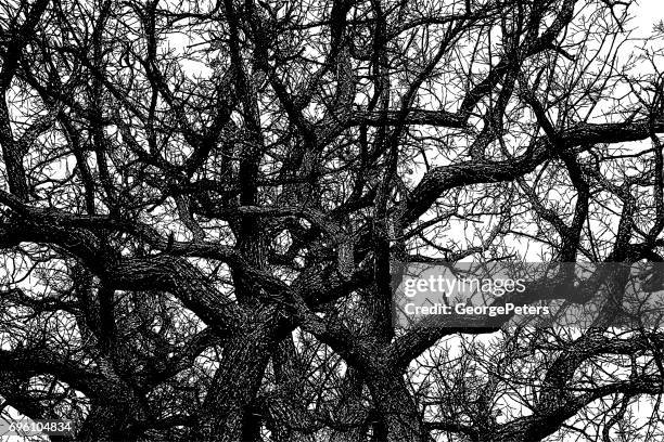 oak tree textured background pattern - big tree stock illustrations