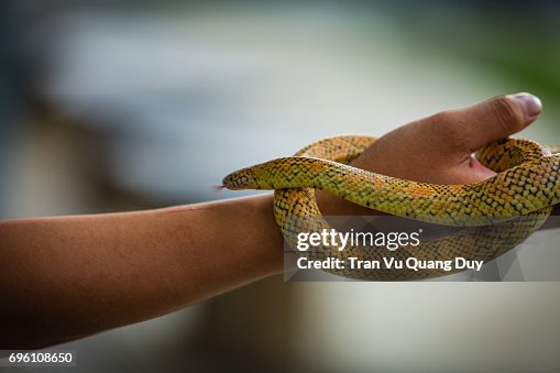 Python reticulatus Python reticulatus