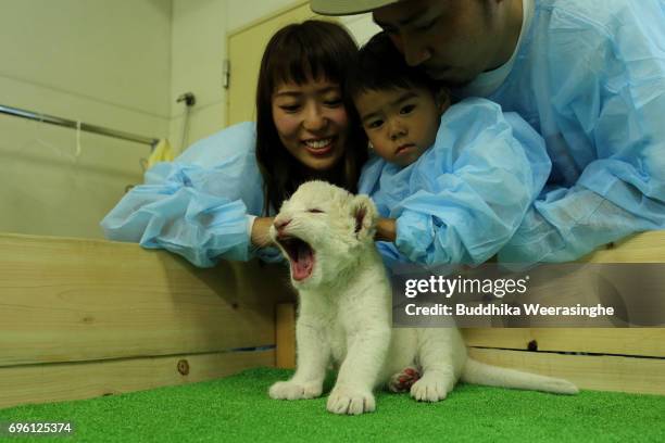 Japanese family plays with newly born twin white lion cub during the fifth day of Lion Cub Premium Tour program at an animal hospital at the Himeji...