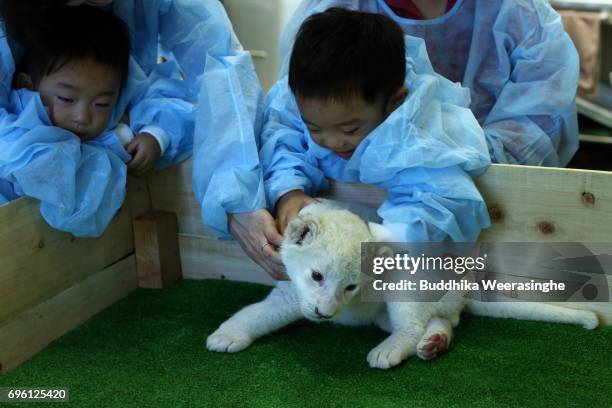 Japanese family plays with newly born twin white lion cub during the fifth day of Lion Cub Premium Tour program at an animal hospital at the Himeji...