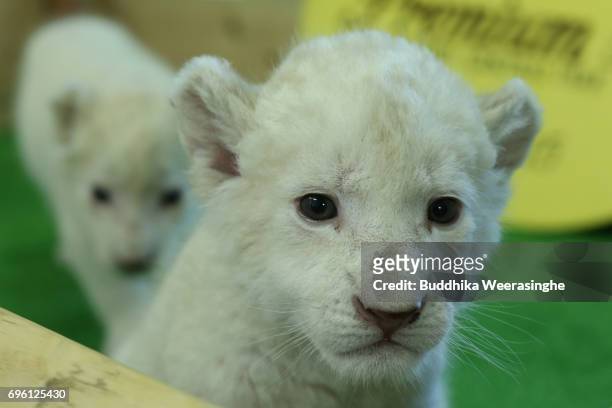 Three weeks old twin white lion cubs are seen during the fifth day of Lion Cub Premium Tour program at an animal hospital at the Himeji Central Park...