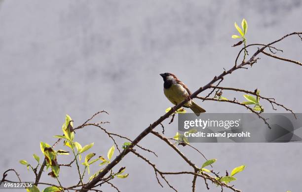 save the house sparrow (passer domesticus) - universal concern about the future of man’s oldest living commensals, we must save them before it is too late. - gorrión común fotografías e imágenes de stock