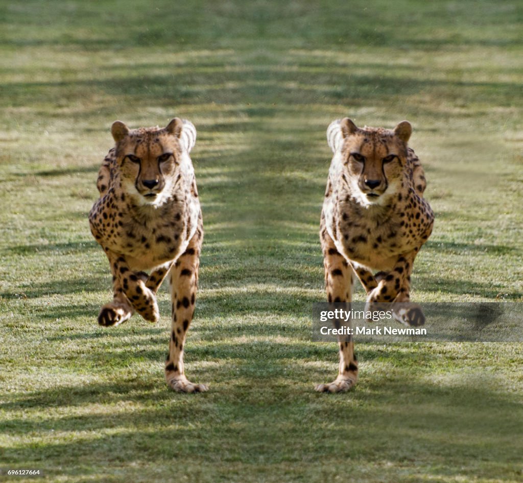 Cheetah, mirror image
