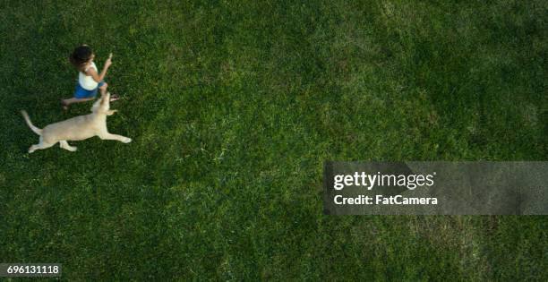 freedom run - dog overhead view stock pictures, royalty-free photos & images