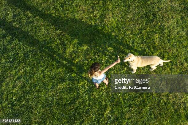 fun game - dog overhead view stock pictures, royalty-free photos & images