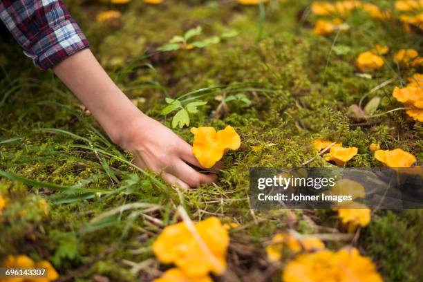 child picking up mushroom - cantharellus cibarius stock pictures, royalty-free photos & images
