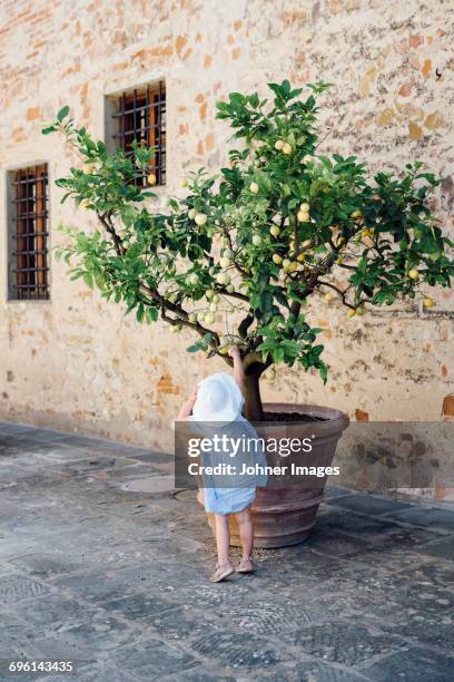 girl reaching lemon on lemon tree - lemon tree stockfoto's en -beelden