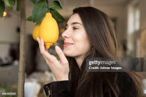 young woman smelling lemon - indoor fruit tree stock pictures, royalty-free photos & images