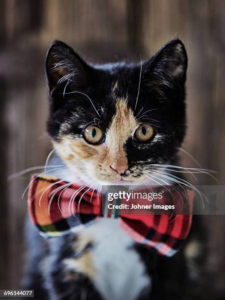 portrait of cat wearing bow tie - cat bow tie stock pictures, royalty-free photos & images