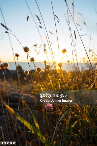 wildflowers - stockholm archipelago stock pictures, royalty-free photos & images