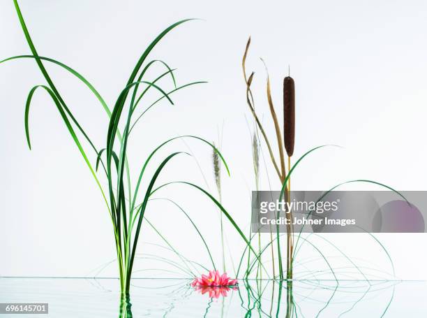 water plants on white background - roseau photos et images de collection