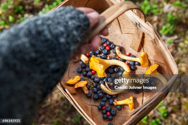 child hand holding basket with berries and chanterelles - cantharellus cibarius stock pictures, royalty-free photos & images