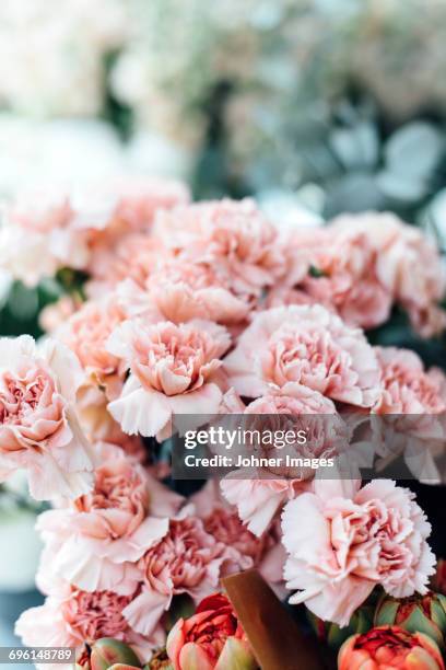 frilly pink carnations - carnation stock pictures, royalty-free photos & images