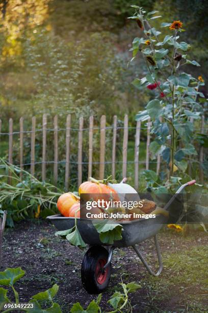 pumpkins in wheelbarrow - autumn garden stock pictures, royalty-free photos & images