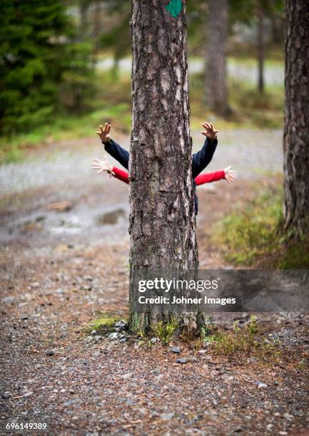 children behind tree - tree trunk stockfoto's en -beelden