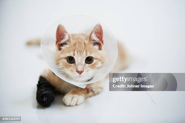 cat wearing medical cone collar - cat with collar stockfoto's en -beelden