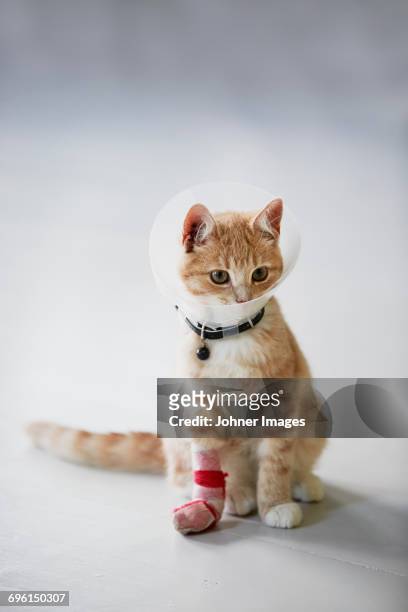 cat wearing medical cone collar - bandage stock pictures, royalty-free photos & images