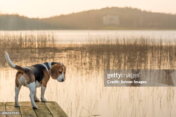 dog at lake - beagle stock pictures, royalty-free photos & images