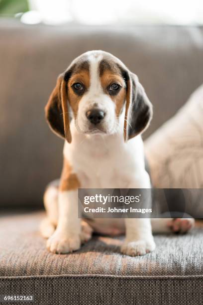 puppy - beagle stockfoto's en -beelden