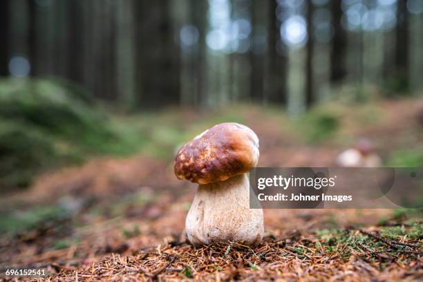 close-up of mushroom - bolet photos et images de collection