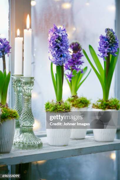 flowers in small pots - hyacinth stock pictures, royalty-free photos & images