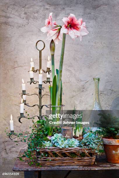 decorations on table - amaryllis stock-fotos und bilder