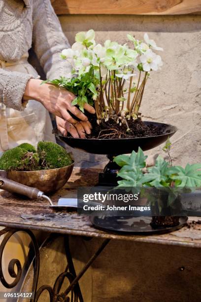 woman planting flowers in pot - flowerpot stock pictures, royalty-free photos & images