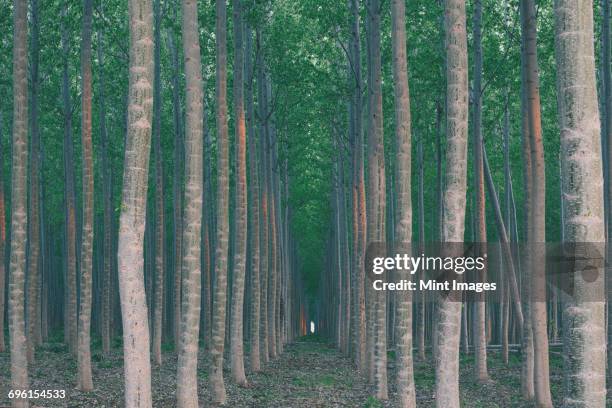 a plantation of poplar trees, a commercial tree farm. tall straight trunks and vivid green tree canopy. - tree canopy pattern fotografías e imágenes de stock