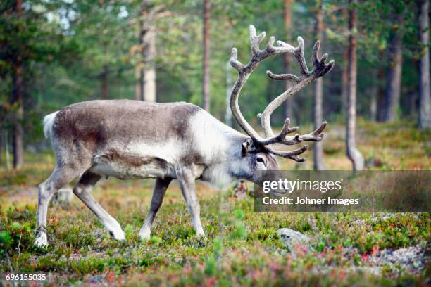 reindeer walking in forest - reindeer horns stock pictures, royalty-free photos & images