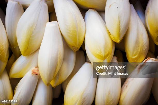 a market stall, fresh produce for sale. endives, vegetables. - chicorée stock-fotos und bilder