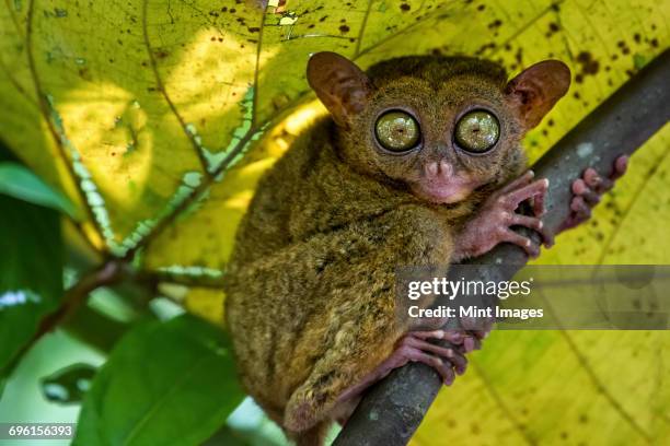 a small nocturnal animal, the tarsier, with fixed round eyes, on a tree branch. - philippine tarsier stock pictures, royalty-free photos & images